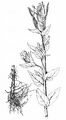 Whorled-Leaved Willowherb - Epilobium alpestre (Jacq.) Krock.