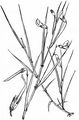 Grass Vetchling - Lathyrus nissolia L.