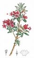 Alpenrose - Rhododendron ferrugineum L.