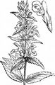 Marsh Woundwort - Stachys palustris L.