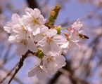 Prunus serrulata (Japanische Blütenkirsche) - Blüten