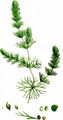 Soft Hornwort - Ceratophyllum submersum L.