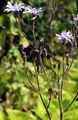 Common Blue-Sow-Thistle - Lactuca macrophylla (Willd.) A. Gray