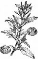 Oak-Leaved Goosefoot - Oxybasis glauca (L.) S. Fuentes & al.