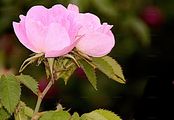 Scentless Rose - Rosa inodora Fr.