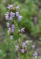 Black Horehound - Ballota nigra L.