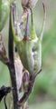Rampion Bellflower - Campanula rapunculus L.