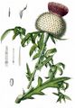 Woolly Thistle - Cirsium eriophorum (L.) Scop.