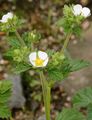 Rock Cinquefoil - Drymocallis rupestris (L.) Soják