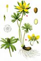 Winter Aconite - Eranthis hyemalis (L.) Salisb.