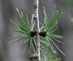 Japanische Lärche - Larix kaempferi (Lamb.) Carrière