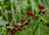 Rote Heckenkirsche - Lonicera xylosteum L.