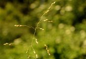 Wald-Flattergras - Milium effusum L.