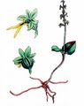 Lesser Twayblade - Neottia cordata (L.) Rich.