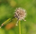 Phyteuma orbiculare (Kugelige Teufelskralle) - kugeliger Fruchtstand