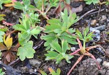 Fünfblättriger Frauenmantel - Alchemilla pentaphyllea L. 