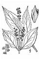 Dreilappige Ambrosie - Ambrosia trifida L.