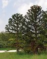 Monkey-Puzzle - Araucaria araucana (Molina) K. Koch