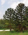 Chilenische Araukarie - Araucaria araucana (Molina) K. Koch 