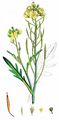 Perennial Wall-Rocket - Diplotaxis tenuifolia (L.) DC.