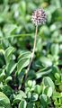 Heart-Leaved Globe Daisy - Globularia cordifolia L.