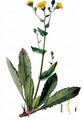 Sticky Hawkweed - Hieracium amplexicaule L.