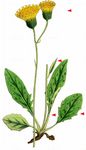 Schwärzliches Habichtskraut - Hieracium nigrescens Willd. 