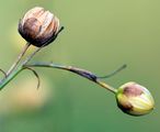 Perennial Flax - Linum perenne L.