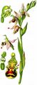 Bee Orchid - Ophrys apifera Huds.