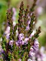 Besenheide - Calluna vulgaris (L.) Hull