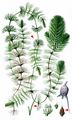 Rigid Hornwort - Ceratophyllum demersum L.