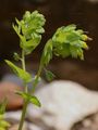  - Cerinthe glabra Mill.