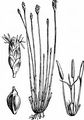 Many-Stalked Spike-Rush - Eleocharis multicaulis (Sm.) Desv. 