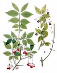 Warzen-Spindelstrauch - Euonymus verrucosus Scop. 