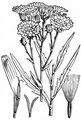 Umbellate Hawkweed - Hieracium umbellatum L.