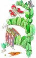 Sea Pea - Lathyrus japonicus Willd.