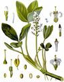 Bogbean - Menyanthes trifoliata L.