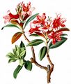 Alpenrose - Rhododendron ferrugineum L.