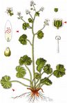 Rundblättriger Steinbrech - Saxifraga rotundifolia L. 