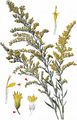 Canadian Goldenrod - Solidago canadensis L.