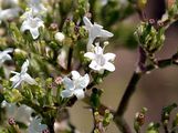 Tetraploid Valerian - Valeriana pratensis Dierb.