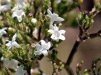 Schmalblättriger Arznei-Baldrian - Valeriana pratensis Dierb. 