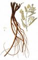 Mountain Lentil - Astragalus penduliflorus Lam.