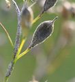 Gold-Of-Pleasure - Camelina sativa (L.) Crantz