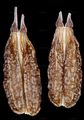 Französische Erdkastanie - Conopodium majus (Gouan) Loret