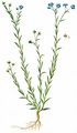 French Flax - Linum leonii F. W. Schultz