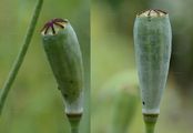 Long-Headed Poppy - Papaver dubium L.