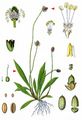 Ribwort Plantain - Plantago lanceolata L.