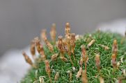 Moss Campion - Silene acaulis (L.) Jacq.