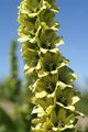 Grüner Germer - Veratrum lobelianum Bernh.